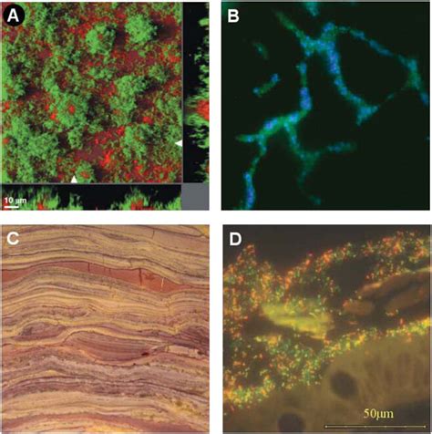 Microbial diversity: examples of natural microbial communities. (A) A ... 