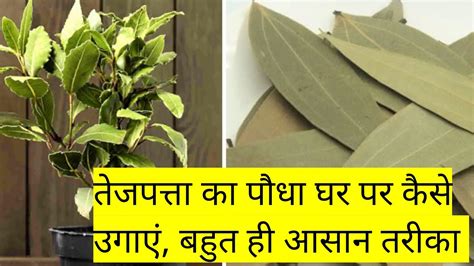 तेजपत्ता का पौधा घर पर कैसे उगाएंhow To Grow Bay Leaf From Seedsगमले