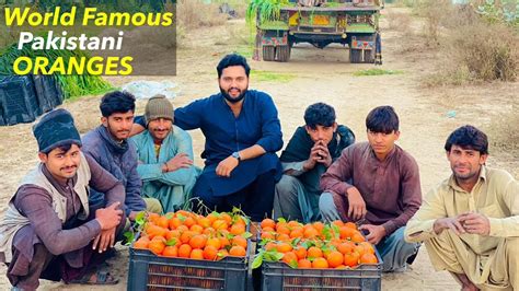 World Famous Pakistani Oranges Production Punjab YouTube