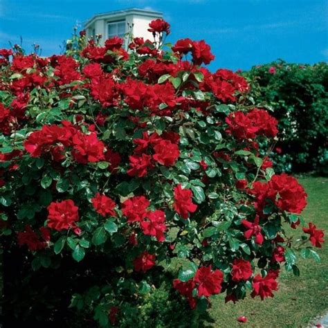 The Best Climbing Roses For Your Garden Trellis Arbor Or Pergola