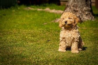 A Complete List of Top 250+ Cute Cockapoo Dog Names for 2022