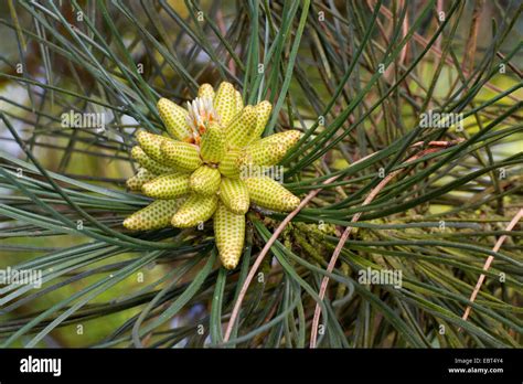 European Black Pine Austrian Pine Black Pine Corsican Pine Pinus