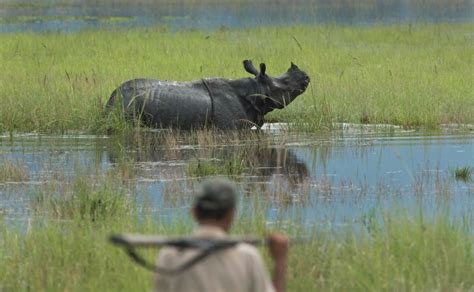 Assam floods make Kaziranga animals vulnerable to poachers; govt steps up measures - Photos News ...