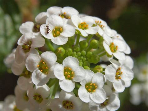 10 Romantic Flowers And Their Meanings Donaldson S Greenhouse