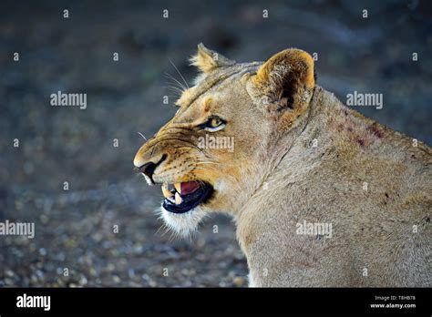 Lioness Panthera Leo Snarling At Other Pride Members Kruger National