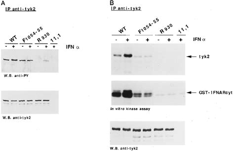 In Vivo Phosphorylation State And In Vitro Kinase Activity Of Mutants