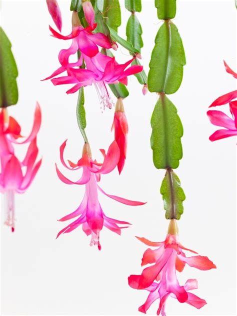 Christmas Cactus Fertilizer Requirements When And How To Feed A Christmas Cactus Gardening