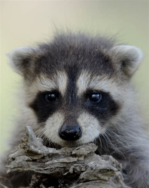 Baby Raccoon II by White-Voodoo on DeviantArt