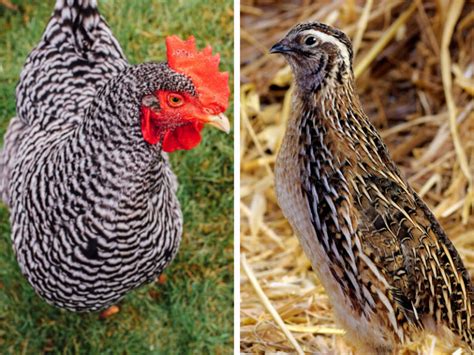 Raising Quail Vs Chickens A Backyard Farmer S Guide The Imperfectly