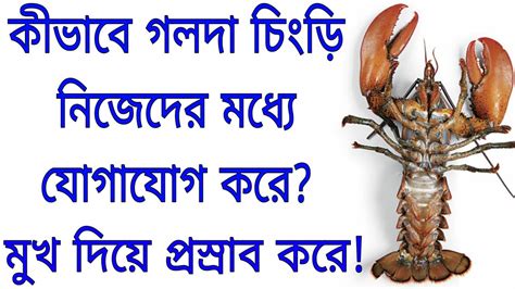 Lobsters Pee Out Of Their Faces Heres Why How Lobsters