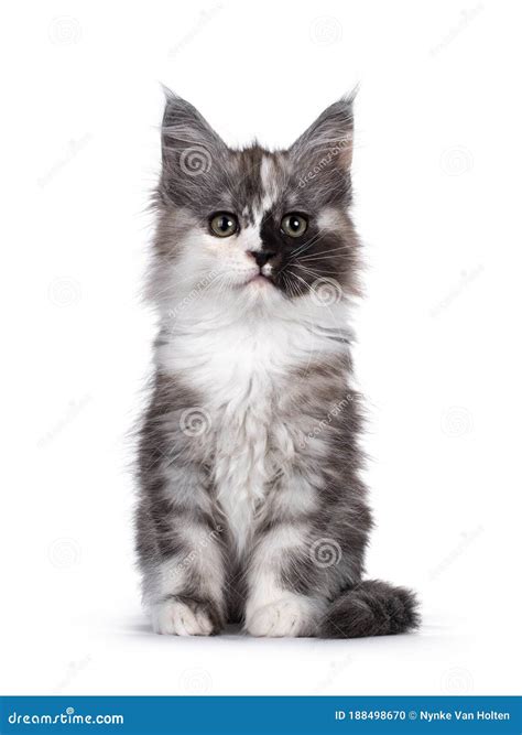 Maine Con Cat White Background Stock Photos - Free & Royalty-Free Stock