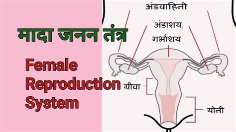 मादा जनन तंत्र Female Reproduction System। मनुष्य जनन कैसे करता है