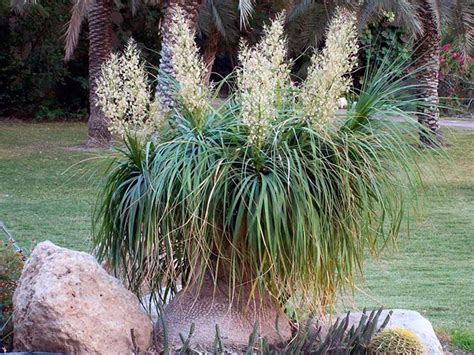 Нолина: уход в домашних условиях, пересадка и размножение, виды