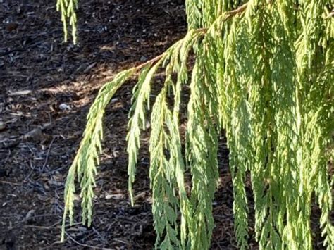 10 Types of Cypress Trees that Everyone Should Know | American Conifer ...