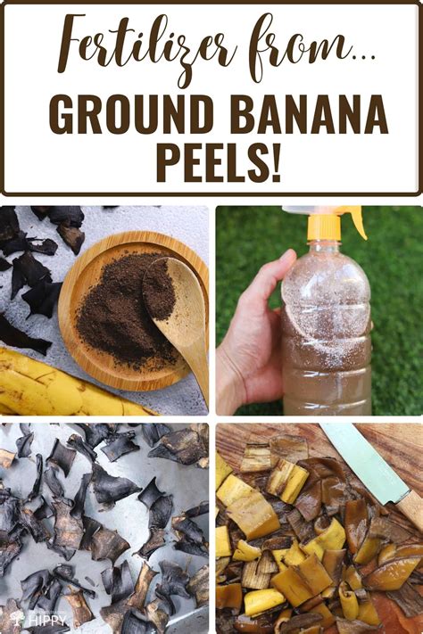 Homemade Fertilizer Made From Ground Banana Peels