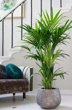 Plantas Para Decorar Ambientes Internos Transforme Sua Casa A