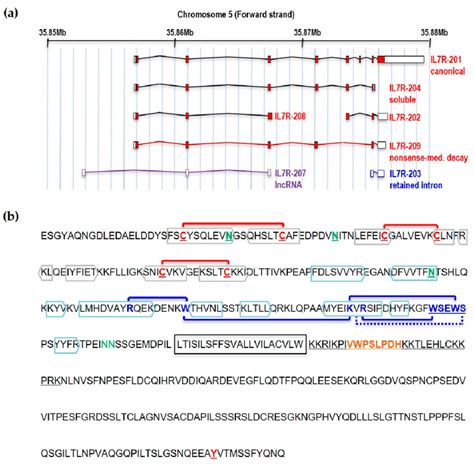 Structure of the IL7Rα gene and protein a IL7Rα gene and different