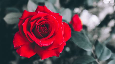 Wallpaper ID: 13577 / rose, bud, petals, sky, blur, 4k free download