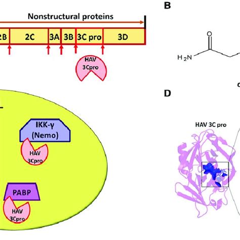 A Autoproteolytic Cleavage Of Hav Polyprotein By Its C Protease