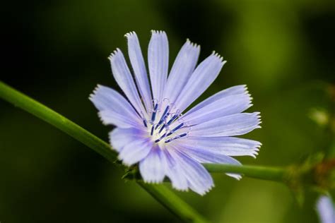 Kentucky Wildflowers Flickr Photo Sharing