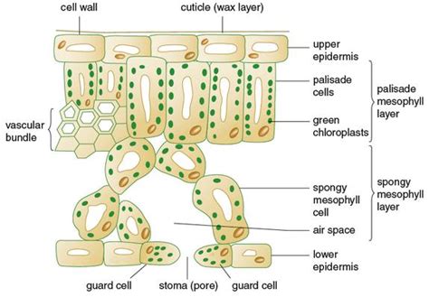 Learn: Smart - English - AQA Biology leaf cell structure{...