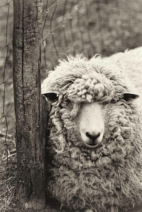 Sheep Photography Black And White Print Monochromatic Art Animal