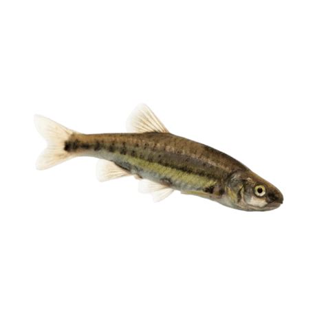 American pickerel: Fishing Regulations, Lures, Behavior, and Prime Locations