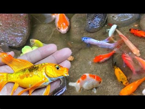 Find Colorful Ornamental Fish Koi Fish Goldfish Catfish Snakehead