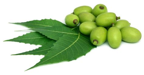 Gooseberry Изображения – скачать бесплатно на Freepik