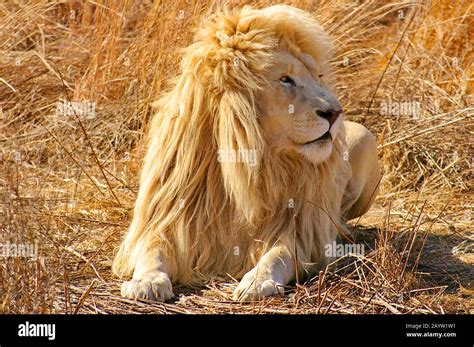 Lion Panthera Leo White Lion Lying In Dry Gras South Africa Stock