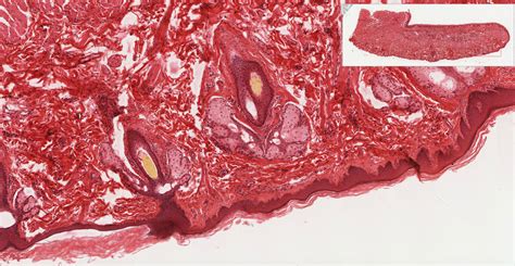 Oral Cavity Histology