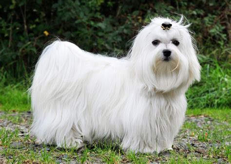 Meet 10 People-Pleasing Dog Breeds