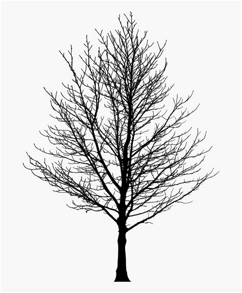 Barren Tree Silhouette - Winter Tree Silhouette Png, Transparent Png - kindpng