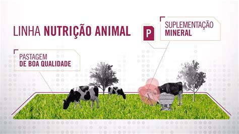 Nutrição animal de bovinos pastagem e suplementos