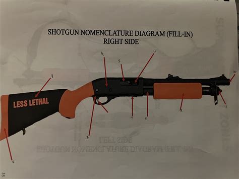 Parts of a Shotgun (right side) Diagram | Quizlet