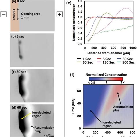 The Fluorescence Microscope Images Showing The Propagation Of The