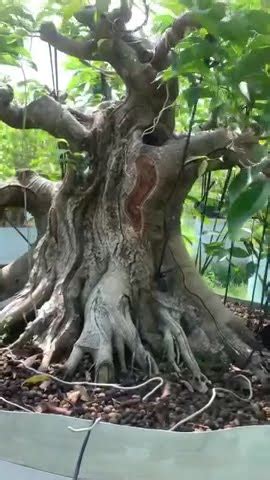 Inspirasi Ground Bonsai Beringin YouTube