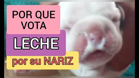 Por Que Le Sale Leche Por La Nariz A Un Cachorro Consecuencias Y