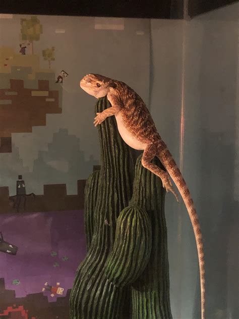 Why is this the only way he sleeps..... : r/reptiles