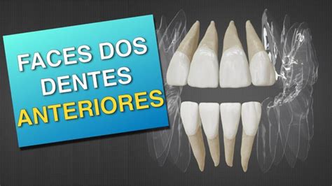 Entendendo os Dentes Anteriores: Tipos e Funções | Actualizado marzo 2026