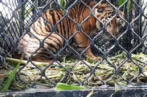 Seekor Harimau Masuk Perangkap BKSDA Di Aceh Selatan