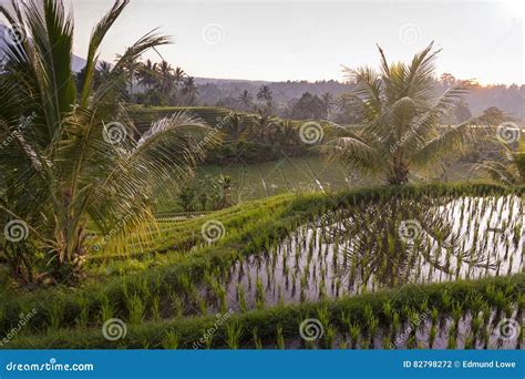 Campos Del Arroz De Bali Foto De Archivo Imagen De Agricultura