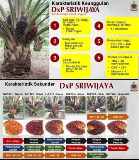 Bibit Sawitdxp Sriwijaya New Produkpilihan Petani Buah Besar