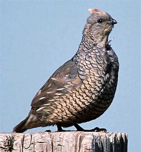 Wings Over ColoradoWings Over Colorado • Coturnix Quail Farming