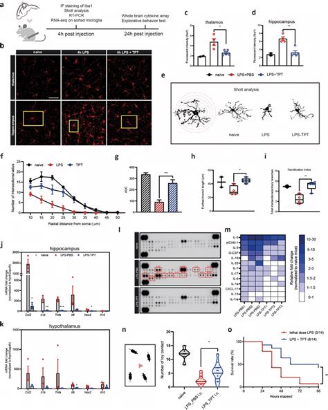 Topotecan Tpt Mitigates Microglial Activation And Cns Inflammation In