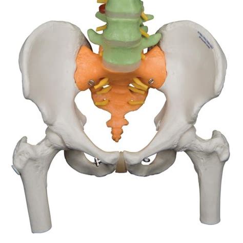 Columna Did Ctica Flexible Con Cabezas De F Mur B Smart Anatomy