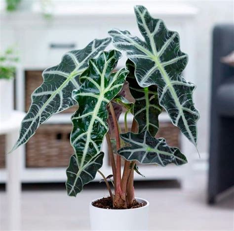 Jak kvete alocasia?