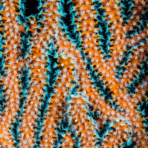 Gorgonian Coral Close Up Wall Art Photography