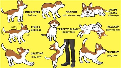 Dogs Language Explained How To Understand Your Dog Better Youtube