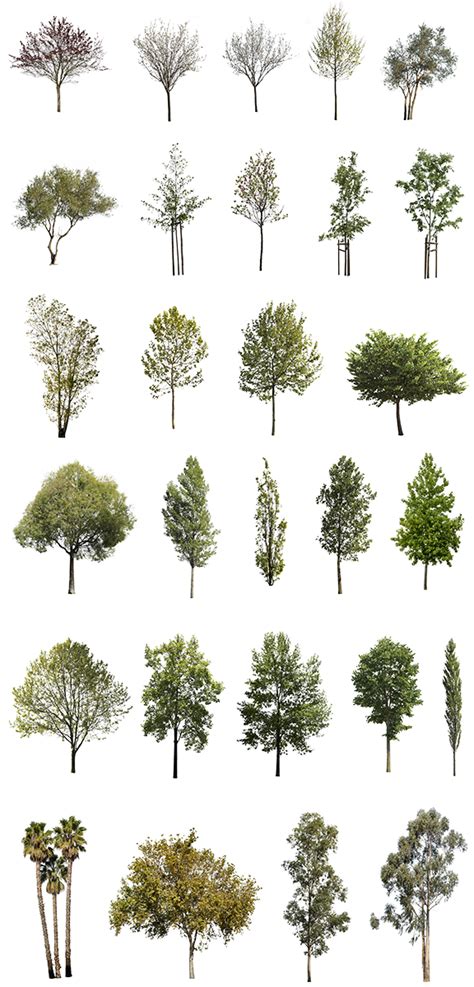 Diverse Trees Package Tree Photoshop Architectural Trees Photoshop